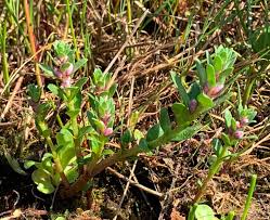 Attēlu rezultāti vaicājumam “Glaux maritima flower”
