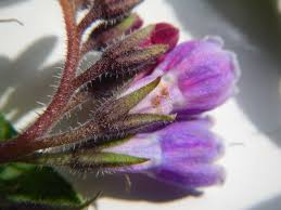 Attēlu rezultāti vaicājumam “Symphytum officinale bud”