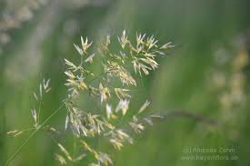 Attēlu rezultāti vaicājumam “Helictotrichon pratense”