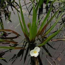 Attēlu rezultāti vaicājumam “Stratiotes aloides flower”