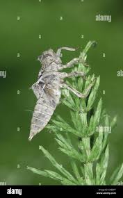 Attēlu rezultāti vaicājumam “Libellula quadrimaculata larva”