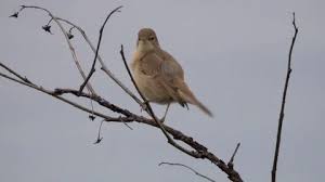 Image result for Hippolais caligata