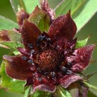 Attēlu rezultāti vaicājumam “Comarum palustre fruit”