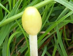 Attēlu rezultāti vaicājumam “Bolbitius vitellinus”