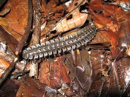 Attēlu rezultāti vaicājumam “Myriapoda”