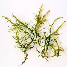 Attēlu rezultāti vaicājumam “Neckera complanata”