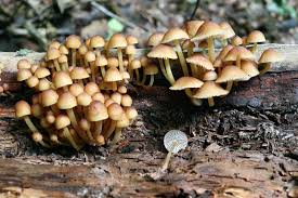 Attēlu rezultāti vaicājumam “Mycena renati”