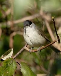 Attēlu rezultāti vaicājumam “Sylvia atricapilla”