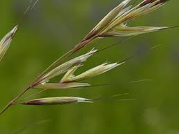 Attēlu rezultāti vaicājumam “Helictotrichon pubescens”