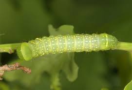 Attēlu rezultāti vaicājumam “Brachionycha nubeculosa”