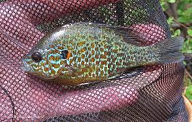 Image result for Lepomis gibbosus