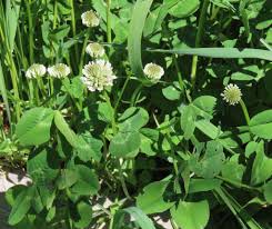 Attēlu rezultāti vaicājumam “Trifolium repens”