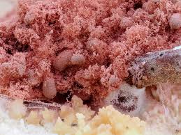 Attēlu rezultāti vaicājumam “Arcyria stipata”