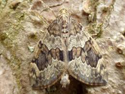 Attēlu rezultāti vaicājumam “Thera variata”