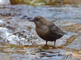 Attēlu rezultāti vaicājumam “Cinclus cinclus adult”