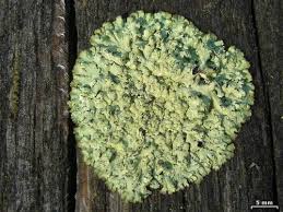 Attēlu rezultāti vaicājumam “Parmeliopsis ambigua”