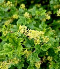 Attēlu rezultāti vaicājumam “Ribes alpinum”