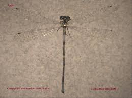 Attēlu rezultāti vaicājumam “Coenagrion armatum male”