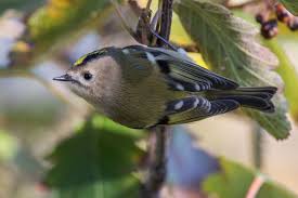 Attēlu rezultāti vaicājumam “Regulus regulus adult”