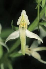 Attēlu rezultāti vaicājumam “Platanthera bifolia flower”