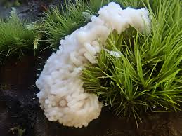 Attēlu rezultāti vaicājumam “Arcyria affinis capillitium”