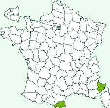 Attēlu rezultāti vaicājumam “Sciota fumella”