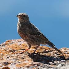 Image result for Prunella collaris