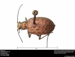 Attēlu rezultāti vaicājumam “Elaphrus cupreus”