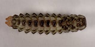 Attēlu rezultāti vaicājumam “Lygistopterus sanguineus larva”