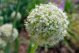 Attēlu rezultāti vaicājumam “Allium cepa”