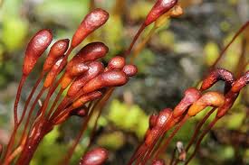 Attēlu rezultāti vaicājumam “Splachnum ampullaceum sporophyte”