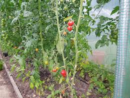 Afbeeldingsresultaat voor bloody butcher tomato