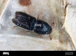 Attēlu rezultāti vaicājumam “Scolytidae”