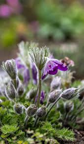 Attēlu rezultāti vaicājumam “Pulsatilla pratensis leaf”