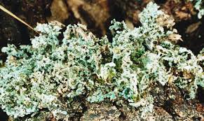 Attēlu rezultāti vaicājumam “Cladonia caespiticia”