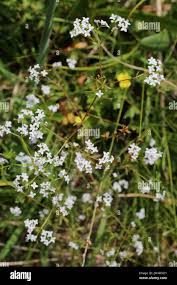 Attēlu rezultāti vaicājumam “Galium palustre”