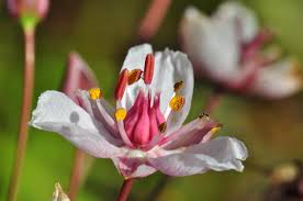Attēlu rezultāti vaicājumam “Butomus umbellatus”