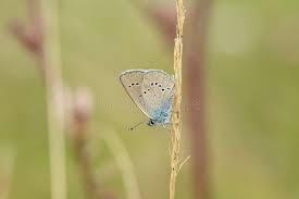 Attēlu rezultāti vaicājumam “Cyaniris semiargus female”