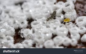 Attēlu rezultāti vaicājumam “Lachnum virgineum”