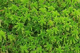 Attēlu rezultāti vaicājumam “Sphagnum quinquefarium”