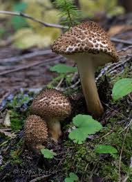 Attēlu rezultāti vaicājumam “Lepiota aspera”