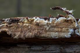 Attēlu rezultāti vaicājumam “Leucogyrophana sororia”