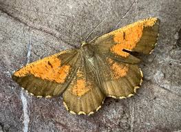 Attēlu rezultāti vaicājumam “Angerona prunaria”