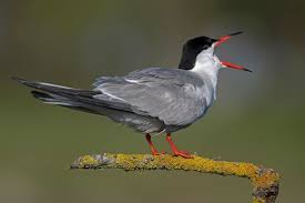 Attēlu rezultāti vaicājumam “Sterna hirundo”