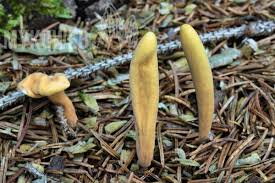 Attēlu rezultāti vaicājumam “Clavariadelphus ligula”