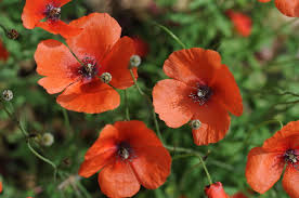 Attēlu rezultāti vaicājumam “Papaver argemone leaf”
