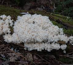 Attēlu rezultāti vaicājumam “Fuligo candida f. persicum”