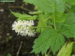 Attēlu rezultāti vaicājumam “Actaea spicata flower”