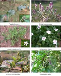 Attēlu rezultāti vaicājumam “Amaranthaceae”