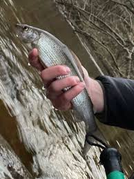 Image result for Bollington & Royal Oak Angling Society